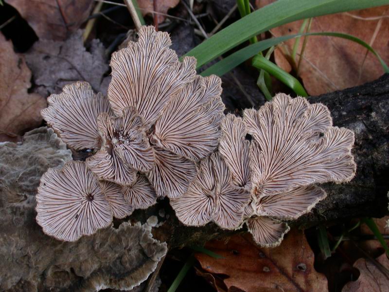 Escursione in cipresseta